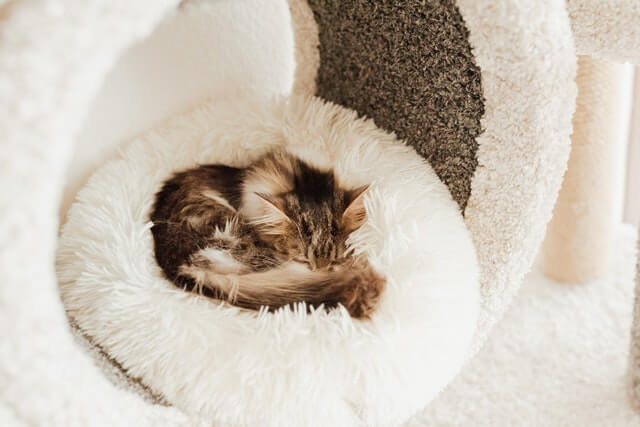 How to Choose a cat heating pad
