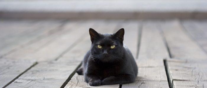 Приблудился черный кот к чему это - Ogorod.guru