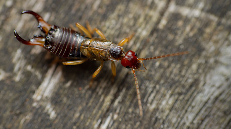 https://fantasticservicesgroup.com.au/blog/earwig/