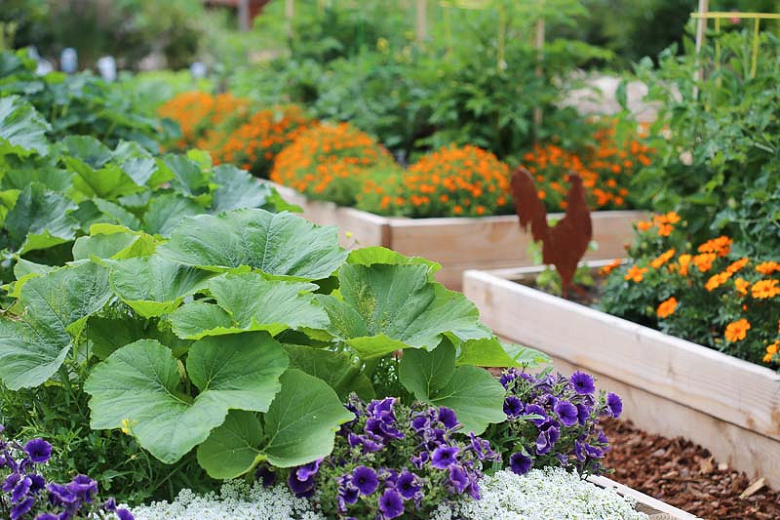 Plant alyssum near pepper plants