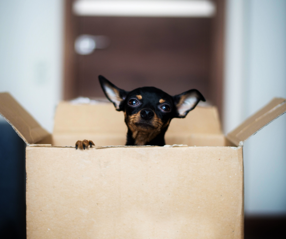 A dog in a boxDescription automatically generated