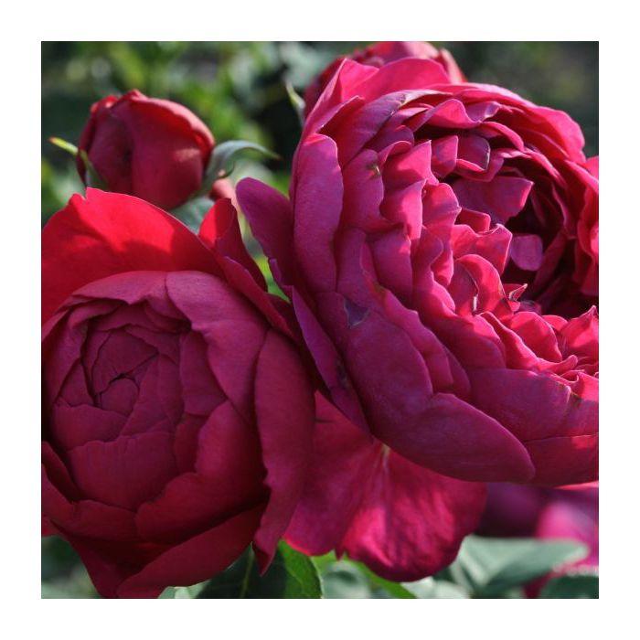 Peenraroos 'Ascot'