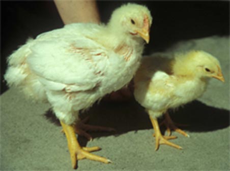 Sodium deficiency. A normal bird and a sodium-deficient bird at 4 months. Experimentally salt-deprived (on right) versus normally fed (on left) 3 week-old broiler chicks.