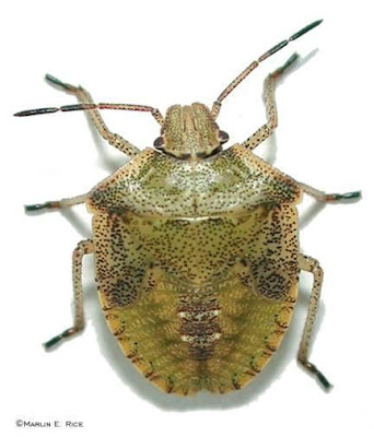 PENTATOMIDAE (Stink bugs or Shield bugs) - family