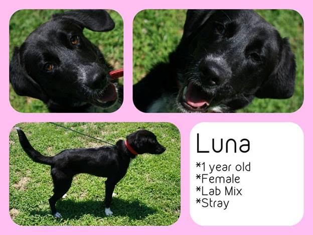 Luna.jpg