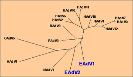 Árbol filogenético del hexón de EAdV1 y de EAdV2.