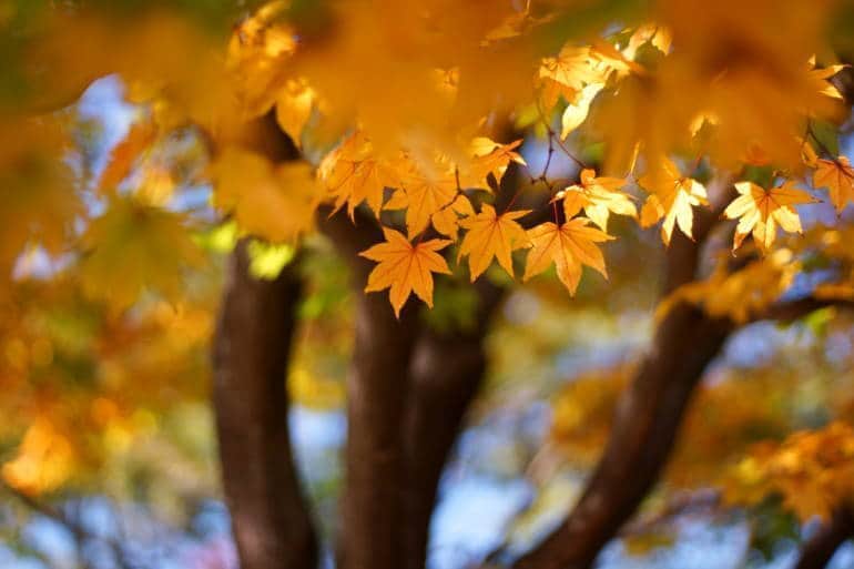 autumn leaves koyo