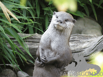 otter begging for fish