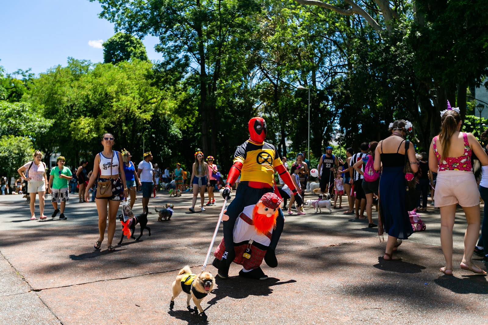 Carnaval de Belo Horizonte - Homem fantasiado leva cachorro em bloco pet