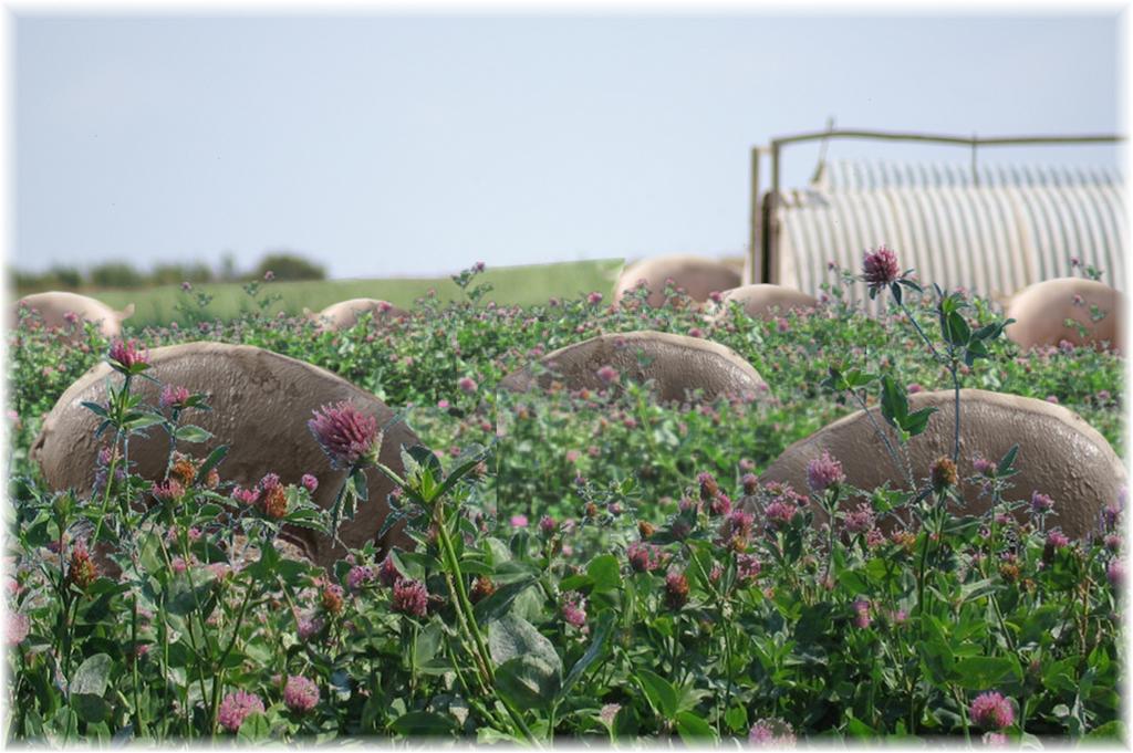lots of pigs in a bushy field