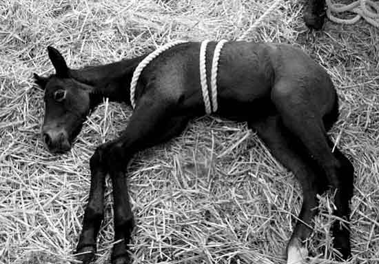 Foal in somnolent recumbent state following application of Madigan Squeeze Induced Somulence method