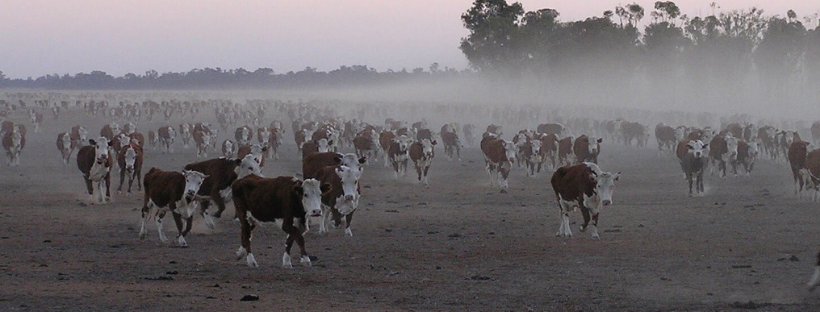 large herd of cattle on a rotational grazing proerty in Australia