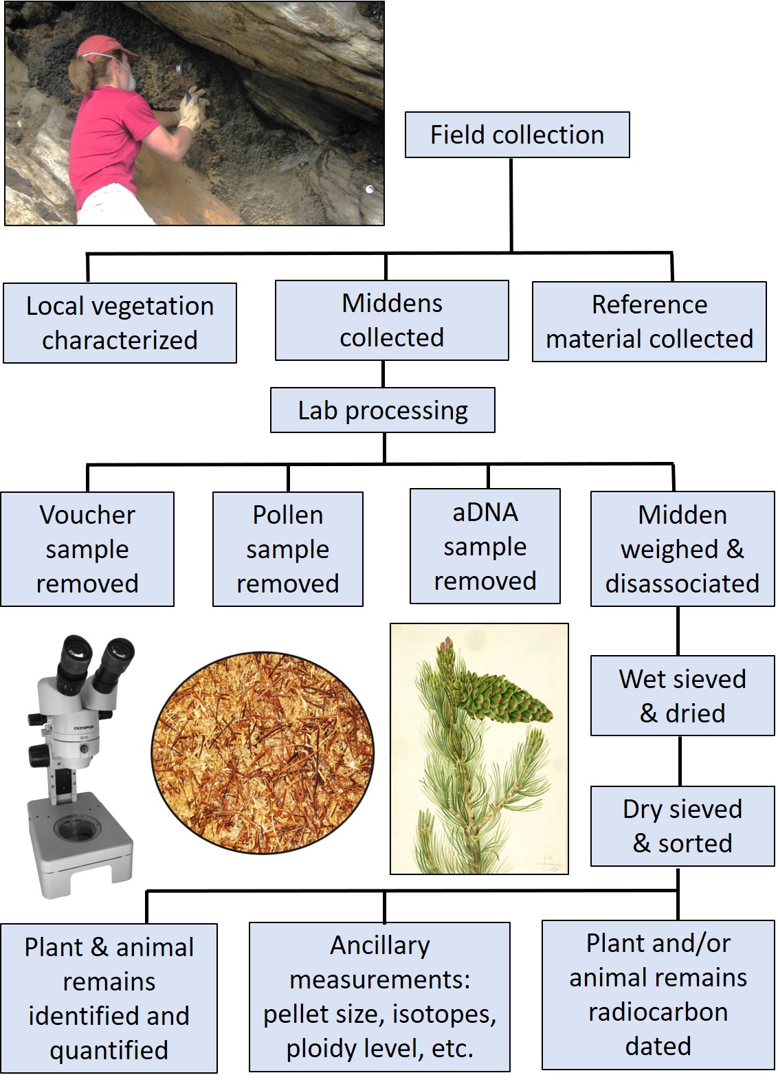 Figure 1. General workflow for field collection and laboratory processing of middens. Top left photo shows a midden being collected at City of Rocks National Reserve, Idaho. Lower photo panel depicts a microscope, a view of midden material from City of Rocks with Pinus flexilis needles (limber pine) at low magnification, and a watercolor depicting a Pinus flexilis branch and cone. Pinus flexilis watercolor by Mary Vaux Walcott, Public domain, via Wikimedia Commons; microscope image by Sarah Greenwood, CC BY-SA 4.0 via Wikimedia Commons. 