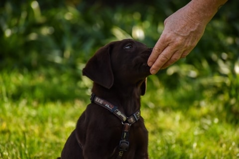 Dog sniffing hand