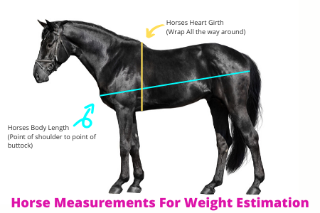 Horse Measurements For Weight Estimation