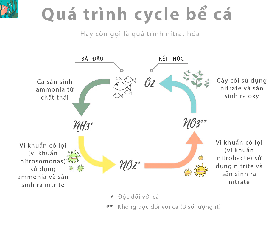 So sánh vật liệu lọc neo và matrix