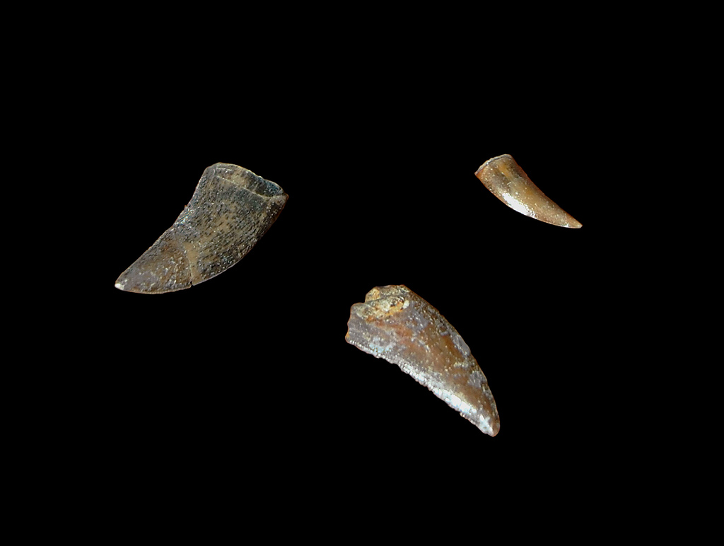 mahajanga jurassic carnivore dinosaur teeth | Flickr - Photo Sharing!