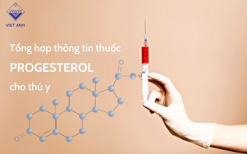 Tổng hợp thông tin thuốc Progesterol cho thú y