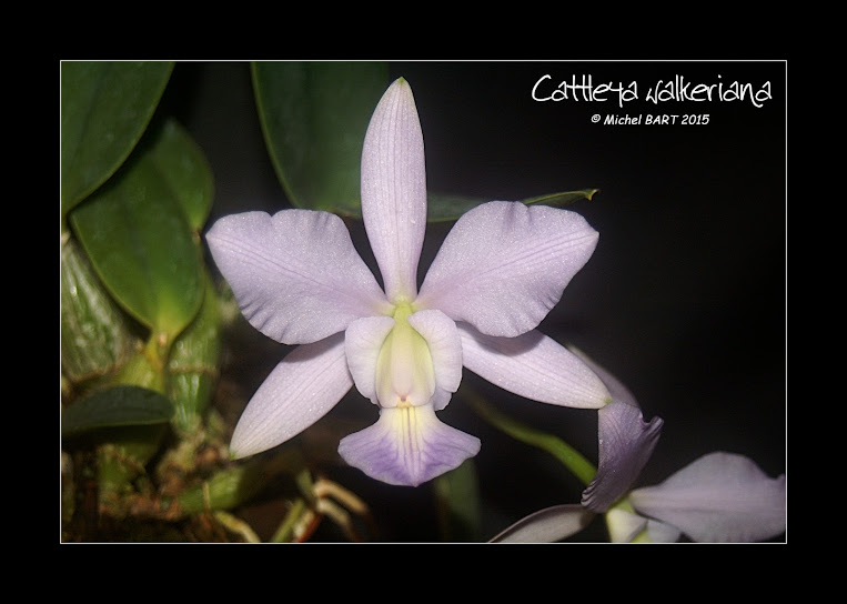 Cattleya walkeriana coerulea Tf9dGswaGyAT39Iz_A9_ujL2m3JvW31YafuAQAZ-yAI=w763-h544