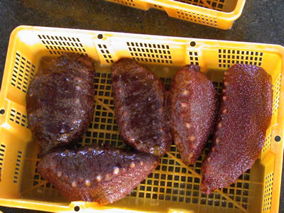 黄色いプラのかごに入った赤ナマコの画像