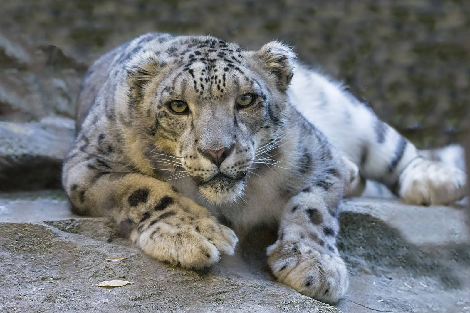 Leopardo de las nieves en Nepal