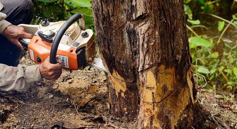 6 Benefits of Tree Removal Services | AtiBiz