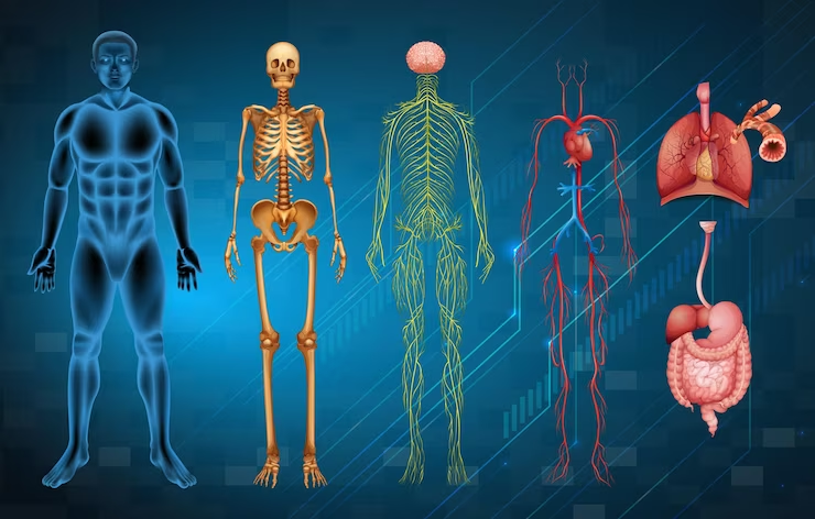 Illustration of human body systems - Perfect reference for Anatomy and Pathology questions in Radiography interviews.