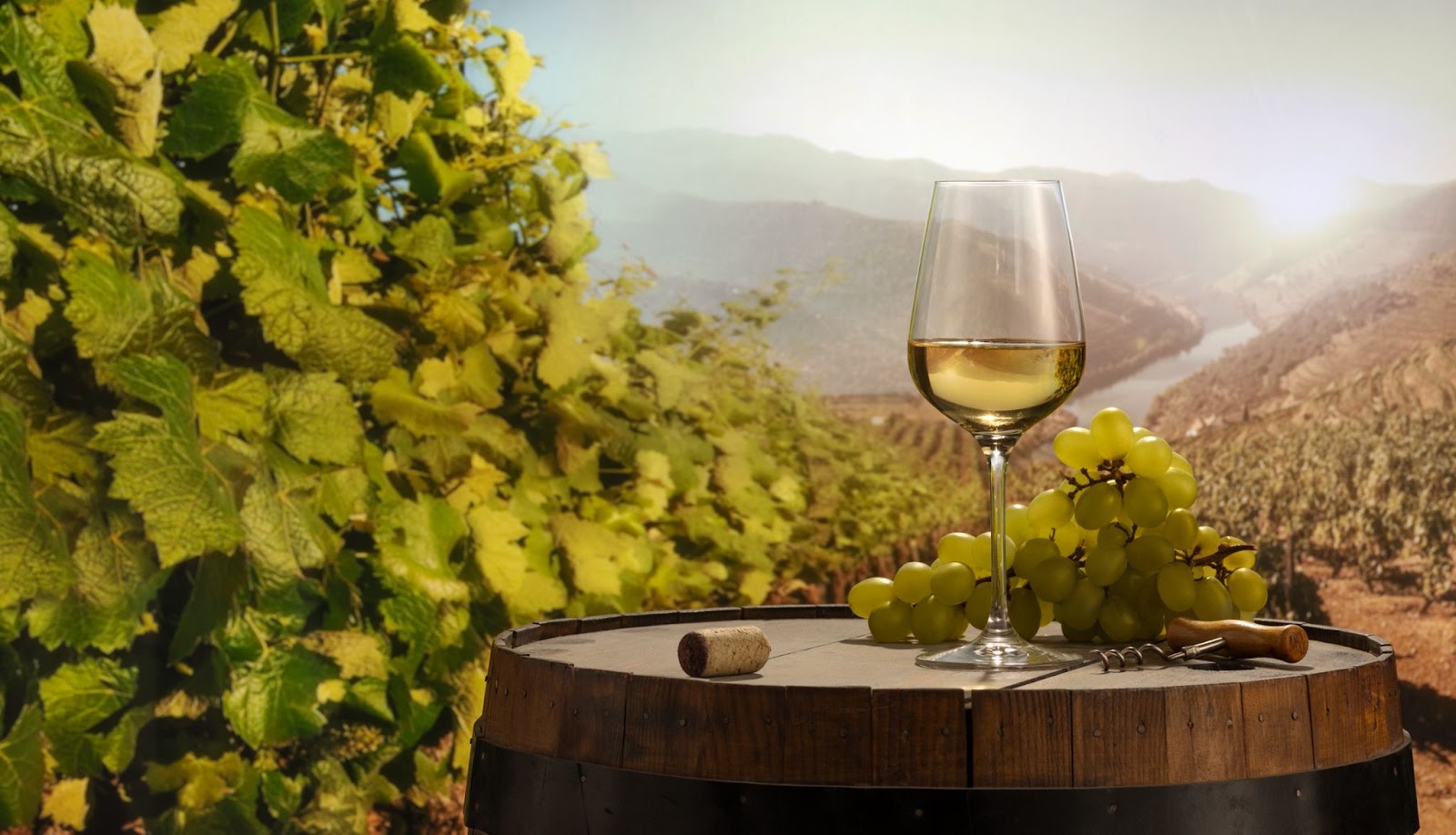 white-wine-in-vineyard-blog