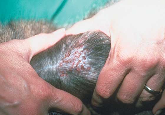 Erosions and crusted papules in a cat with miliary dermatitis