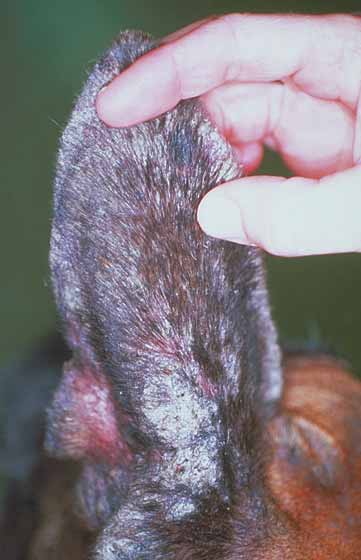 Pinnal scaling and crusting in a male Great Dane with scabies