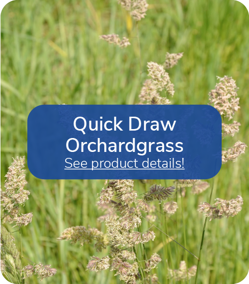quick draw orchardgrass