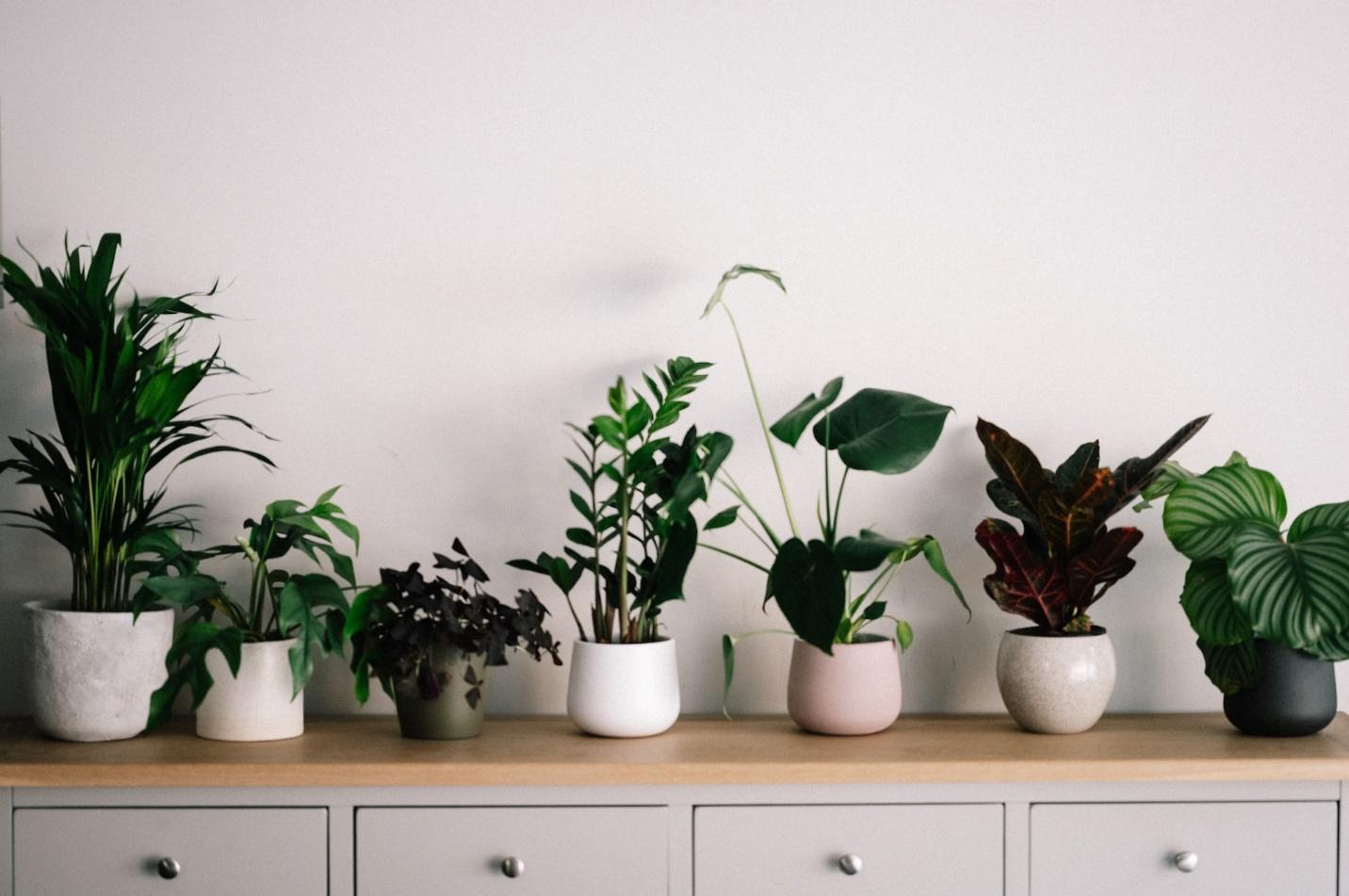 A collection of a remote worker's indoor plants