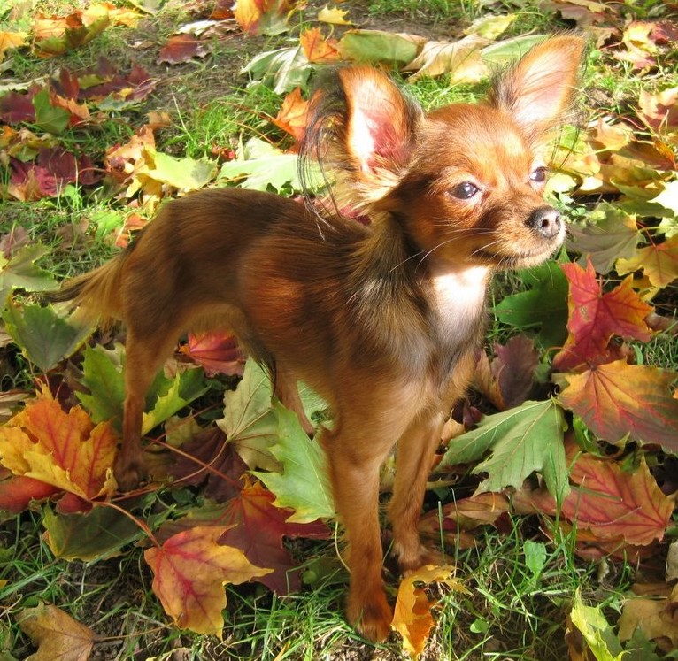 20 raças de cachorros mais 'estranhos' do mundo