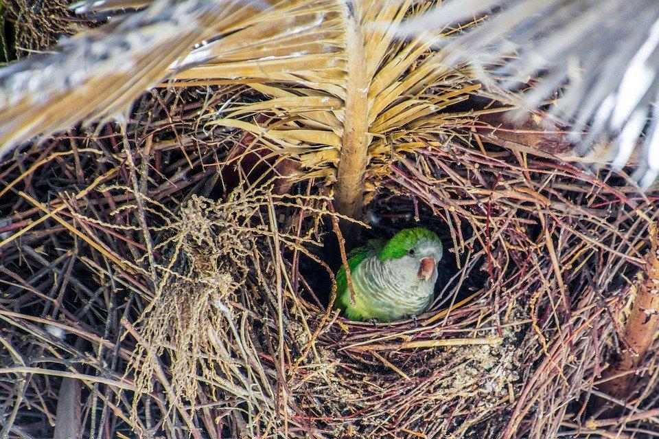 A monk parakeet sitting in its best. 