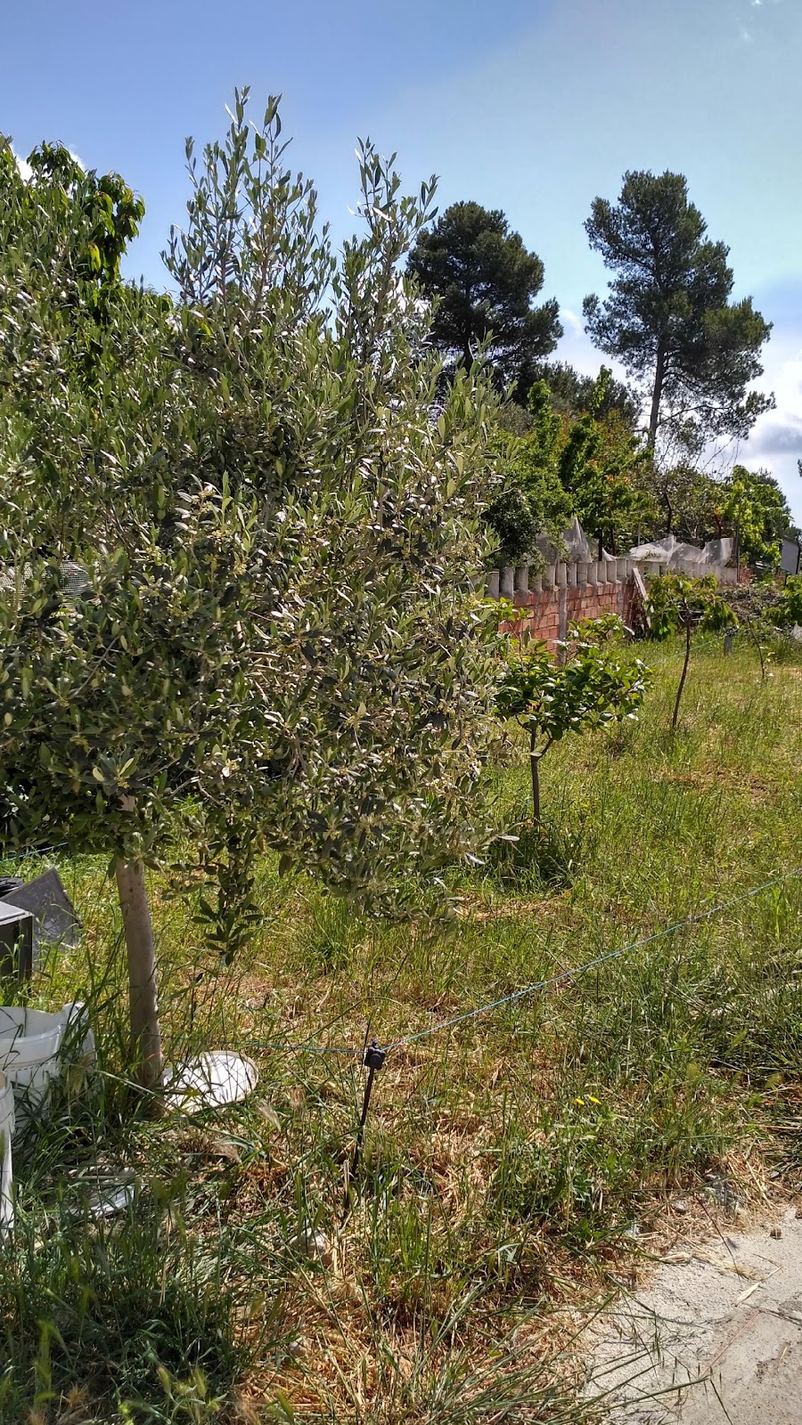 Nuevos bosques comestibles Safarí 1