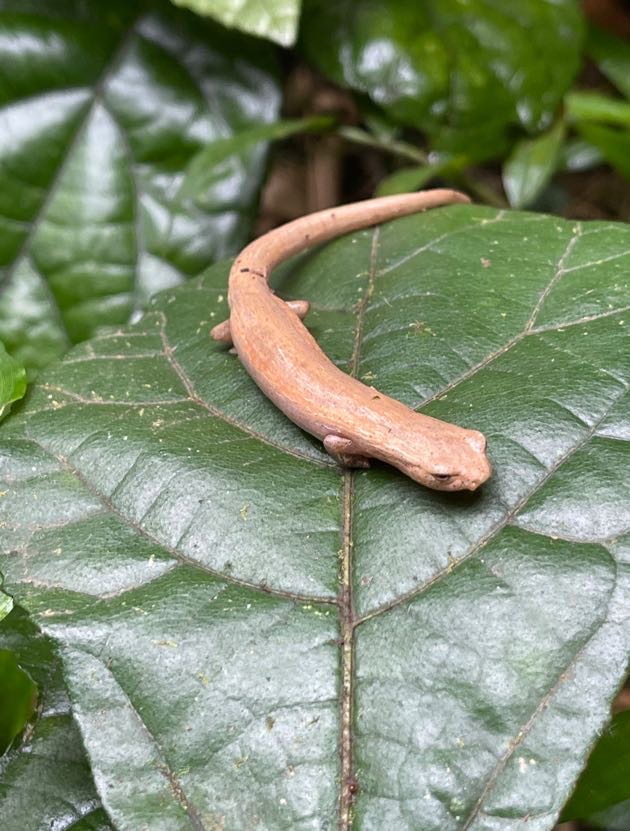 Mombacho Salamander on a leaf 
