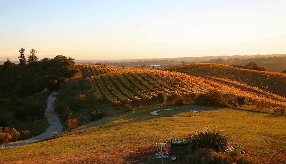 Green vineyard at sunset in the Santa Cruz mountains