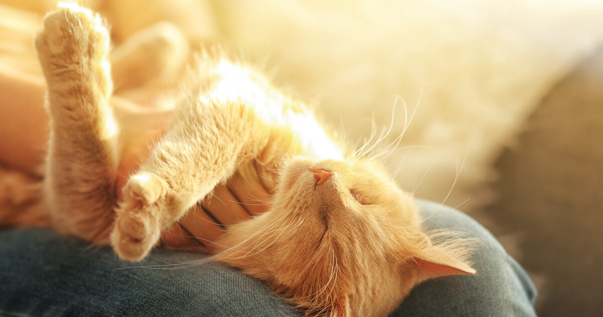 cat on the lap of human