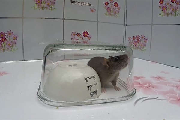 Cách làm bẫy chuột bằng bát thủy tinh
