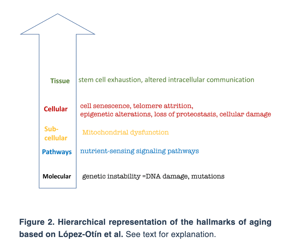Figure 2. Hierarchical representation of the hallmarks of aging based on López-Otín et al. 
