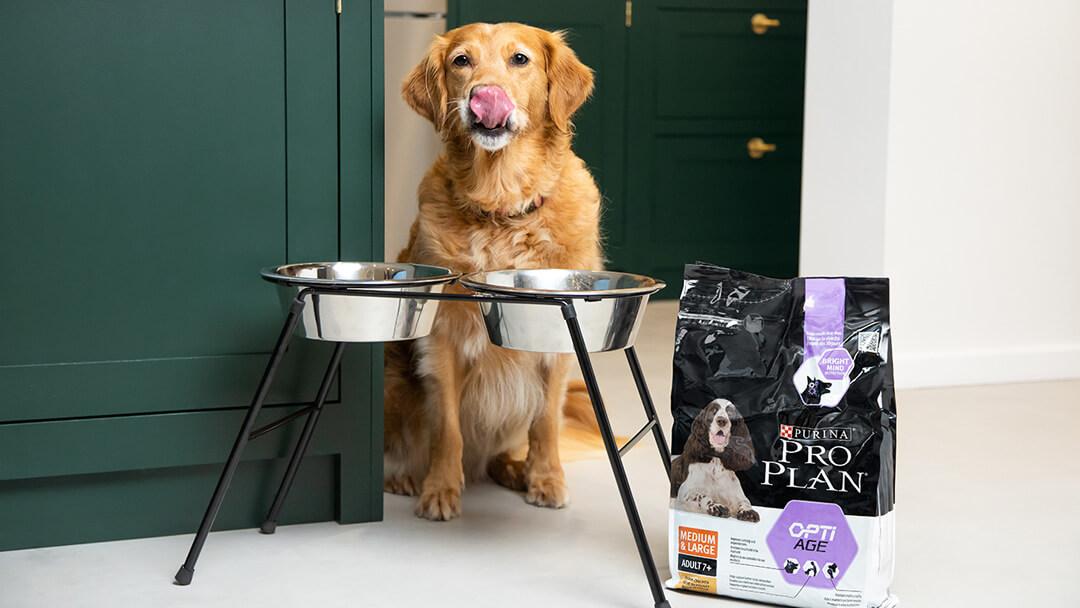 Feeding Older Dogs: The Complete Guide