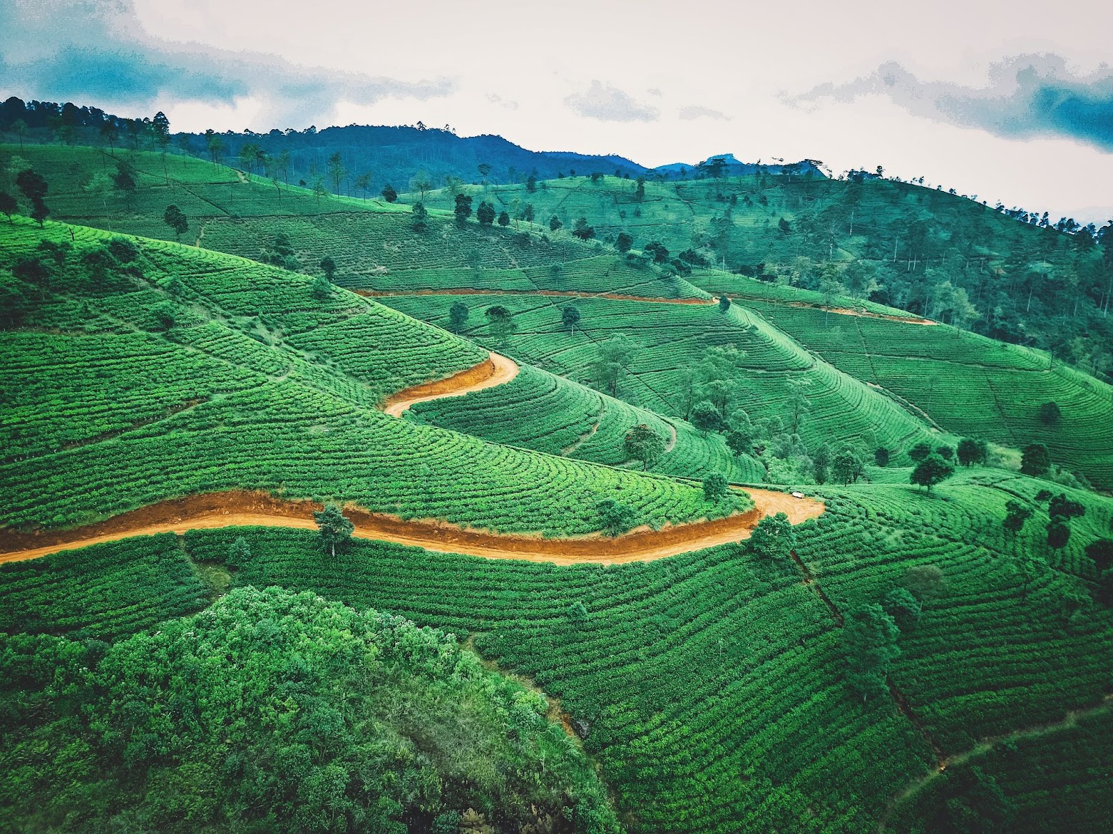 Plantation de thé au Sri Lanka