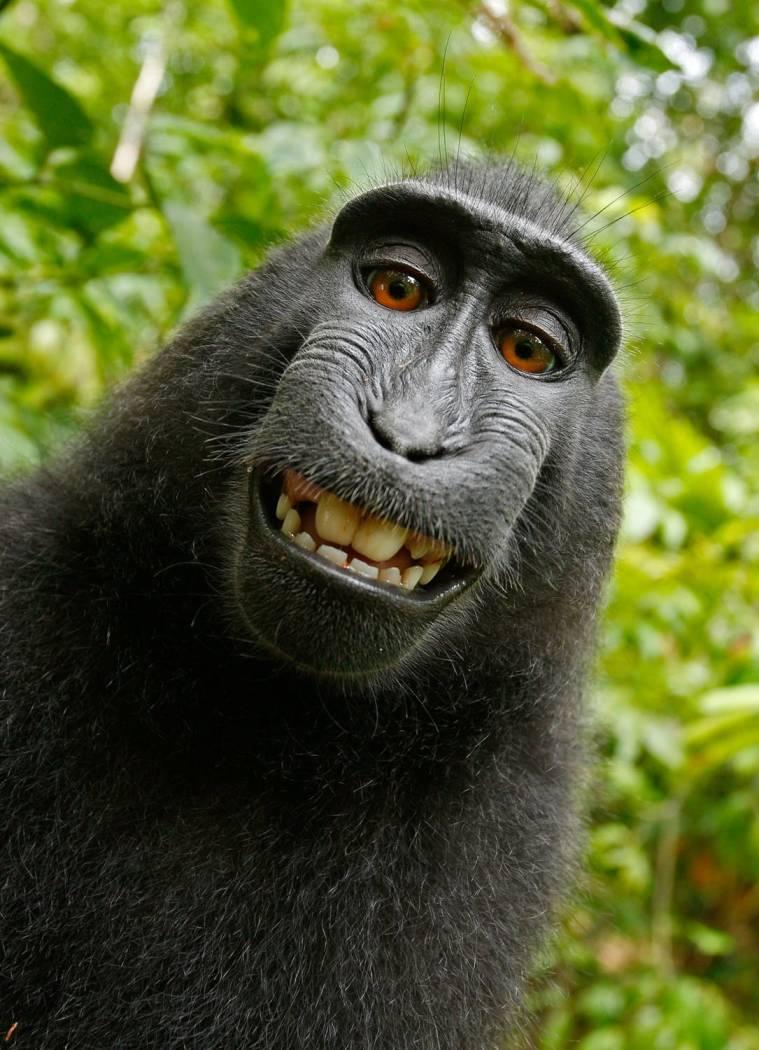 5 Wajah Monyet  Yang Paling Menakutkan Dan Pelik Di Dunia 
