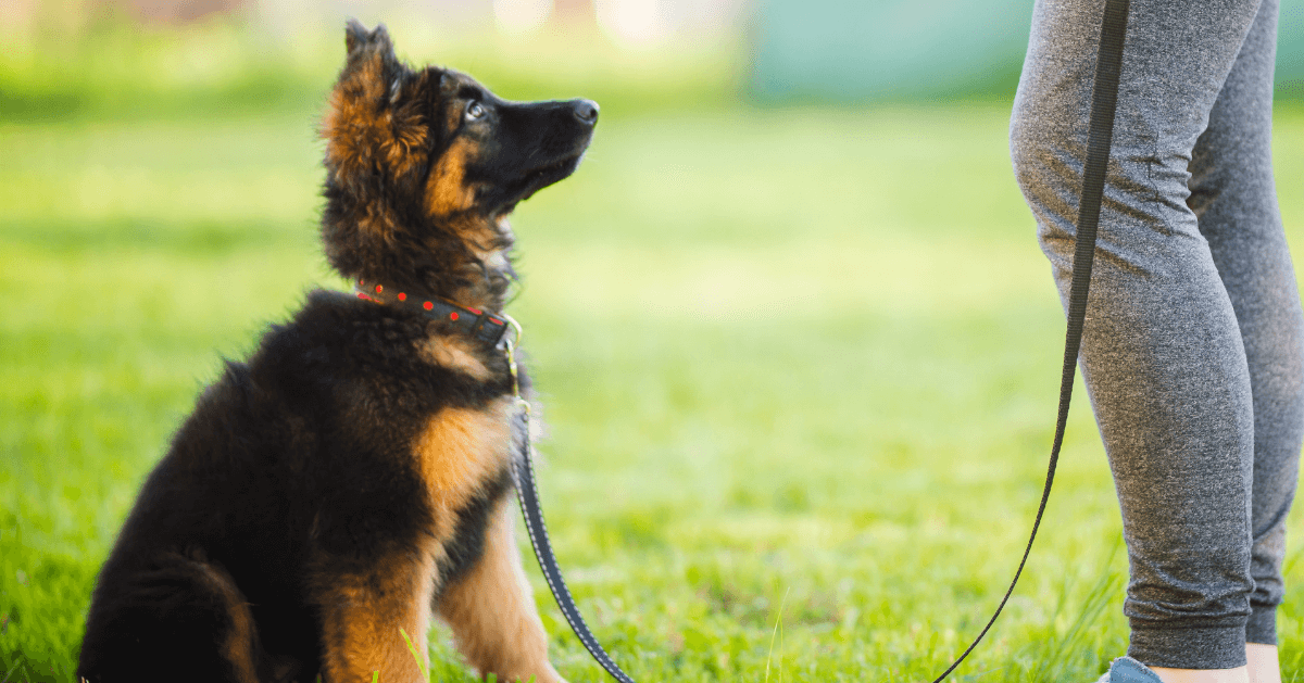 young puppy on lead training