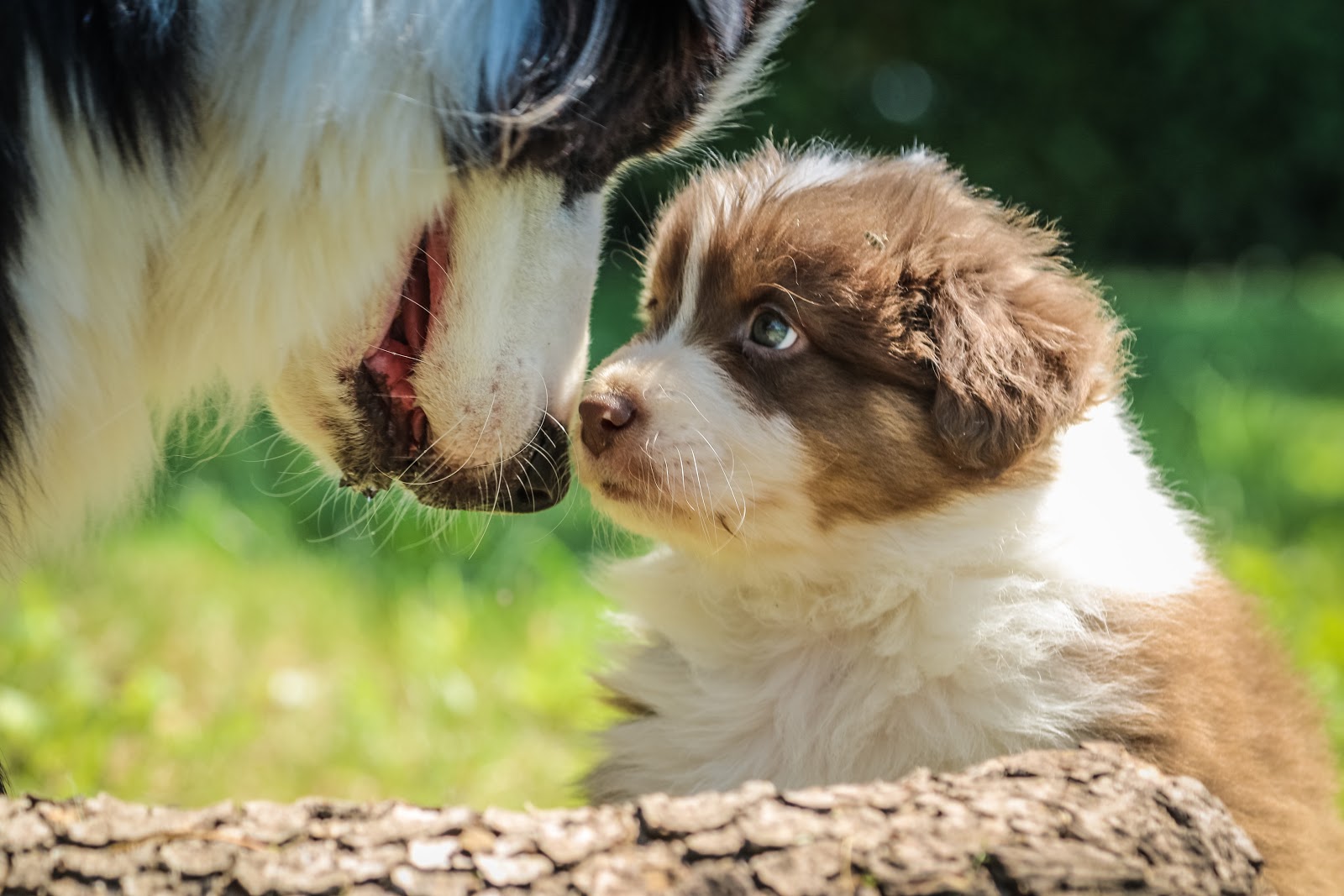 How To Manage An Overprotective Dog