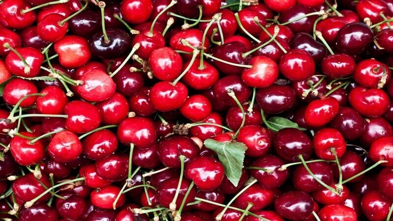 Trong quả cherry chứa hàm lượng dưỡng chất thiết yếu cho cơ thể