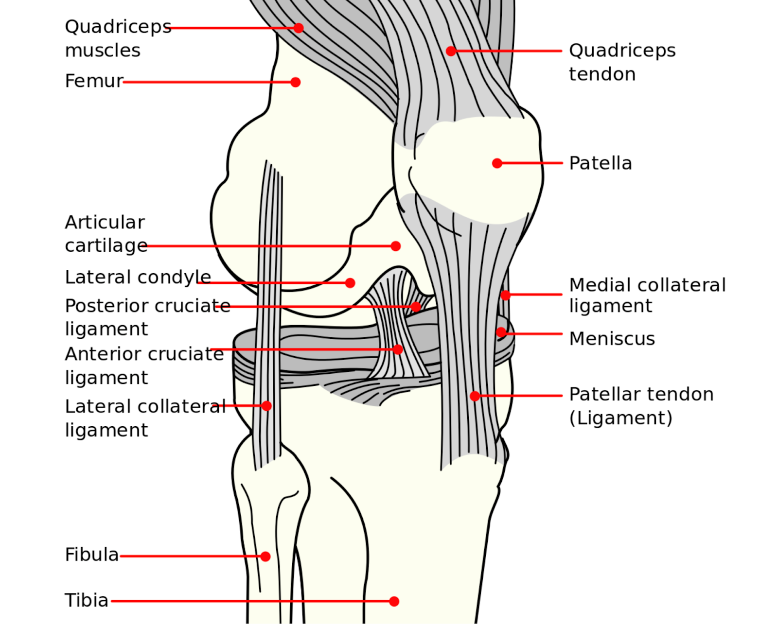 Diagram of the knee showing bones and ligaments, labeled. 