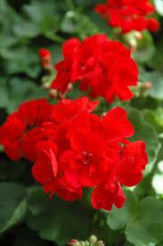 :Plant Images:Geraniums Red.jpg