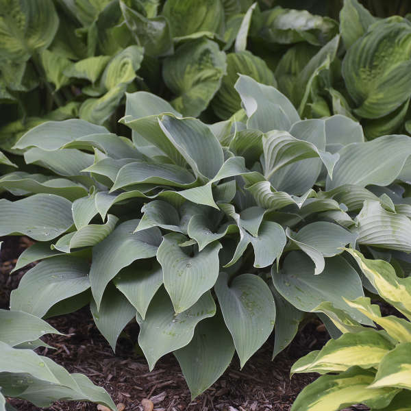 Hosta