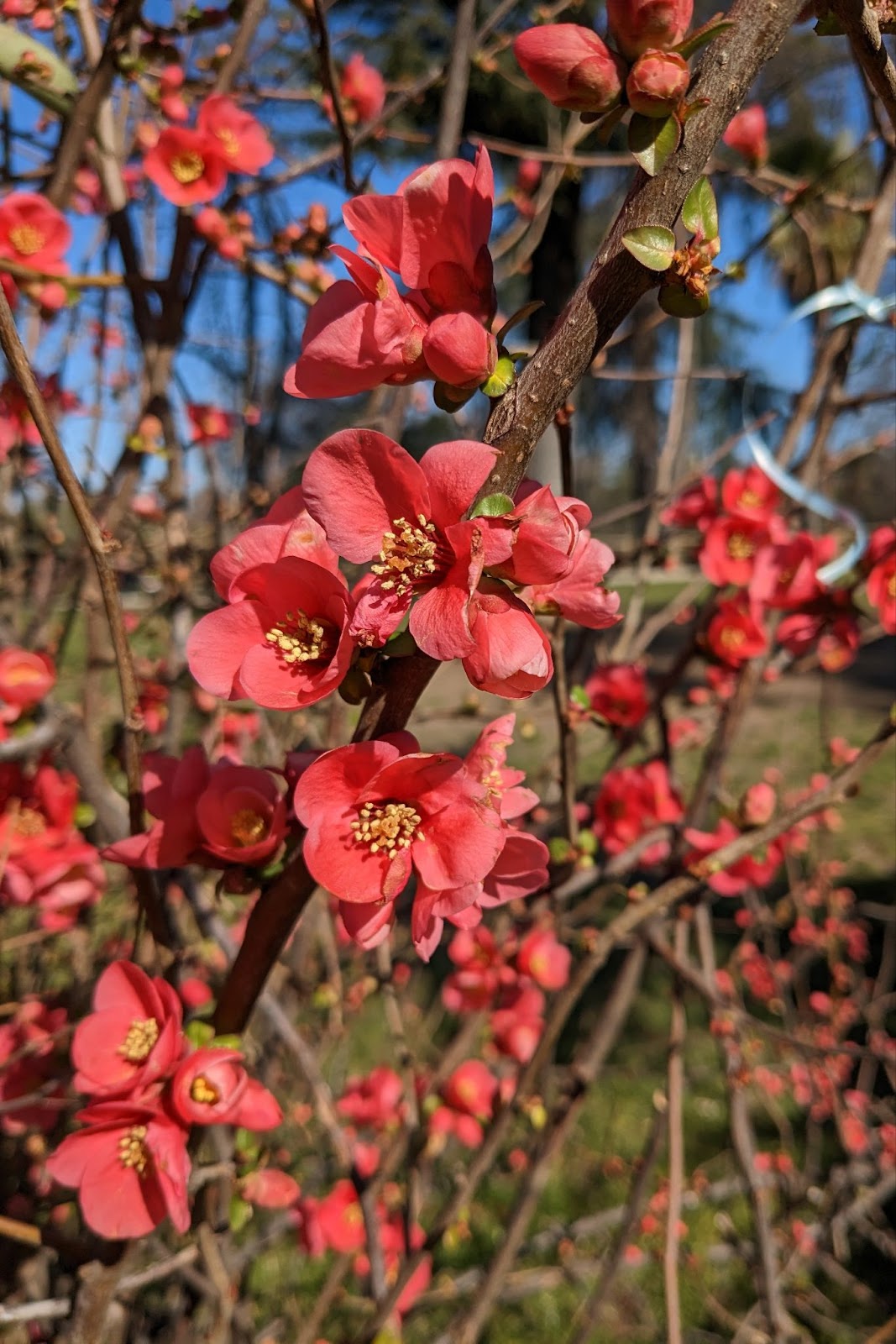 flores 01